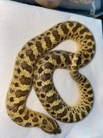 lemo hypo female 650 RTBS.jpg