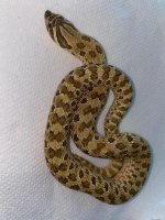 lemon hypo male 450.jpg