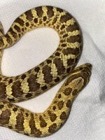 lemo hypo female 650 RTBS (2).jpg