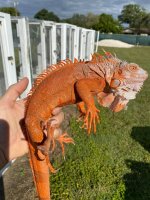 coralglowmale.jpg