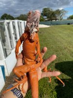 coralglowmale1.jpg