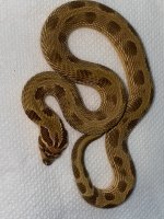 orange anaconda male RTB 350.jpg
