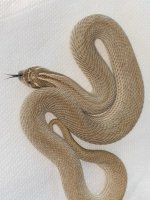 sub adult super condo poss pistachio 650 F.jpg