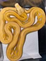 albino lavender tiger retic 450 (2) M.jpg