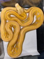 albino lavender tiger retic 450 (3).jpg