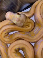 albino lavender tiger retic 450.jpg
