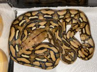 tiger retic 250 F.jpg