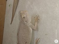 IMG_20201006_105741464 (1).jpg