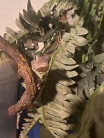 gecko 2.jpg