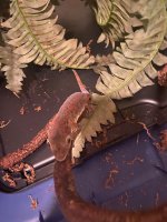 gecko 6.jpg