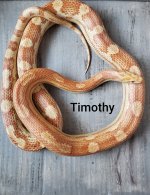 Amel Motley.jpg