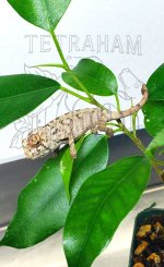 Baby Cham 1.jpg
