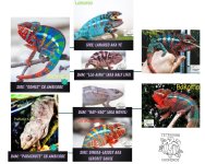 Chameleon babies (1).jpg