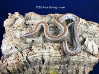 2020Anza#1male.jpg