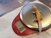 hypo 1.jpg