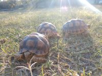 IMG_20201117_154316851.jpg