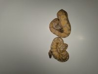 20201028_215539.jpg