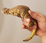 YellowMale1.jpg