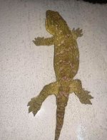 female leachie full body pic.jpg