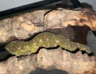 male leachie body pic.jpg