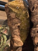 male leachie head.jpg