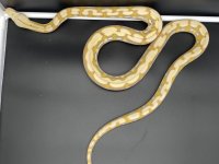 Casper4.jpg