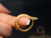 DSC_8748.jpg