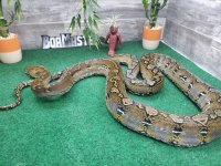 marble het albino f.jpg