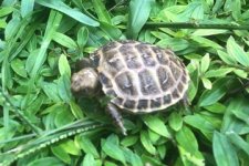 RUSSIAN HATCHLING.jpg