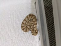 IMG_20201105_175813.jpg