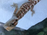 beardie 1.1.jpg