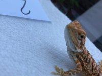 beardie 2.1.jpg
