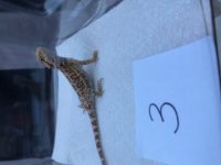beardie3.1.jpg