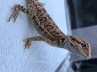 beardie4.1.jpg
