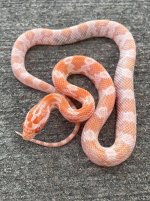 mandarinfemale1.jpg