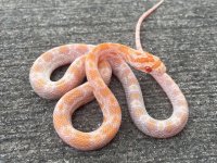 mandarinfemale2.jpg