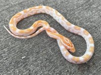 mandarinmale1.jpg