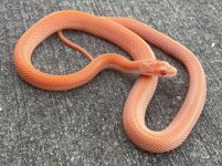 mandarinstripe.jpg