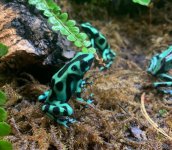 greenandblackfrog.jpg