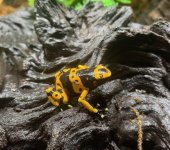 yellowdartfrog.jpg