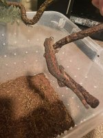 gecko 5.jpg