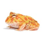 pacman-frogs-albino-babies_960x.jpg