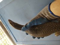 IMG_20200926_164741245.jpg