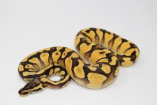 PastelYBBallPython2_960x.jpg