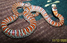 FS 5 M 11-12-2020.jpg