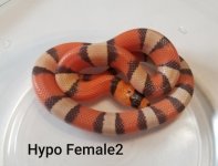 hypof2.jpg