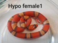 hypof1.jpg