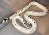Extreme hi-white 0.1 Cal king  35g (flash).jpg