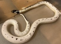Extreme hi-white 0.1 Cal king  35g (no flash).jpg