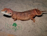 Xenagama taylori.jpg